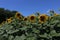 Bright sunflowers on a large field. Yellow expanses under a blue sky.