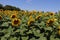 Bright sunflowers on a large field. Yellow expanses under a blue sky.