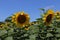 Bright sunflowers on a large field. Yellow expanses under a blue sky.