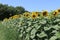 Bright sunflowers on a large field. Yellow expanses under a blue sky.