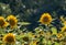 Bright sunflowers in a Michigan USA field