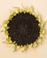 Bright Sunflowers with Seeds on Yellow Background Vertical