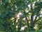 Bright sunlight through the fresh green oak leaves and branches