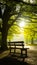 Bright sunlight illuminates wooden bench in tranquil park setting