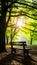 Bright sunlight illuminates wooden bench in tranquil park setting