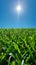 Bright Sunlight Illuminating a Grassy Meadow