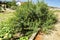 Bright Sunlight On Large Pigeon Peas Tree Growing T The Edge Of A Walkway