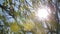 Bright sunlight penetrates through tree branches covered with green leaves.