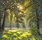 Bright sunlight shining through the crown of foliage tree