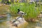 Bright sunlight shining on male drake duck nestled on rock