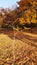 Bright sunlight on small bare tree with thin branches