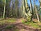 Bright sunlit common beech forest under Porezen