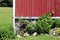 A bright sunlit rustic red painted garden shed wall lined with lush summer foliage rocks vines and ivy perfect for background