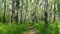Bright sunlit summer birch forest with pathway - slider slow motion shot