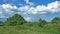 Bright, sunny African landscape. Dense green grass, lush shrubs, azure sky.