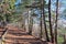 Bright and Sunny alley with pine trees in Crimea