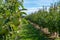 Bright sunny apple Granny Smith orchard rows of apple trees