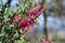 Bright sunny Australian native garden background of vibrant pink Bottlebrush flower