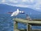 Bright sunny autumn day at Jericho beach with cute seagull and pigeon, October 2019