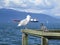 Bright sunny autumn day at Jericho beach with cute seagull and pigeon, October 2019