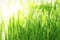 Bright sunny background with grass and water droplets