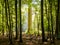 A bright sunny backlight is highlighting the trunk of an oak tree in a dark undergrowth at the edge of the forest