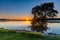 Bright and Sunny Bay waterscape with Tree in the Water