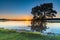 Bright and Sunny Bay Waterscape with Tree in the Water