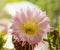 Bright and sunny cactus flower