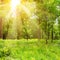 Bright sunny day in park. The sun rays illuminate grass and trees