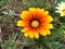 Bright sunny flower, Himalaya mountains, India