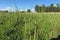 A bright sunny fresh photograph of a bright green sorghum plantation field