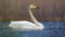 Bright sunny picture of mature whooper swan swimming on blue colored water of lake