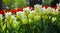 Bright sunny spring flowerbed tulips and narcissuses