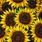 Bright Sunny Sunflower Seamless Pattern