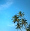 Bright sunny tropical photo of palm trees on a background of blue sky