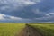 Bright sunny wheat field separated by a dirt road. The clouds are dark blue and white