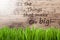 Bright Sunny Wooden Background, Gras, Quote Little Things Life Big