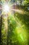 Bright sunrays shines through trees in green forest