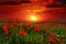 Bright sunrise in poppy field