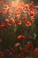 Bright sunrise in the poppy field. Red poppies in the light of the setting sun. Rays of setting sun on a poppy field in summer.