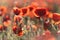 Bright sunrise in the poppy field. Red poppies in the light of the setting sun. Rays of setting sun on a poppy field in summer.