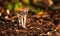 Bright sunshine on blooming, delicate, Mica Cap (Coprinus micaceus) mushrooms.