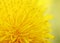 Bright sunshine yellow dandelion flower is fragrant nectar close
