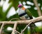 Bright Superb Fruit Dove, Ptilinopus superbus, perching on branch