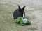 Bright sweet black-white baby bunny feeding on kale rabbit close up 2019