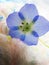 Bright sweet blue Nemophila `Baby Blue Eyes` small flower on knitted material background close up 2022