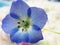 Bright sweet blue Nemophila `Baby Blue Eyes` small flower on knitted material background close up 2022