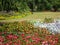 Bright sweet colorful flowerbeds and field at Stanley Park Perennial Garden, 2019