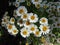 Bright sweet dainty daisy flowers blooming in summer at Queen Elizabeth Park Rose Garden